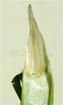  Ligule